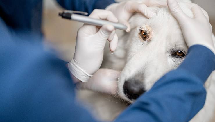 controllo agli occhi del cane per distacco retina