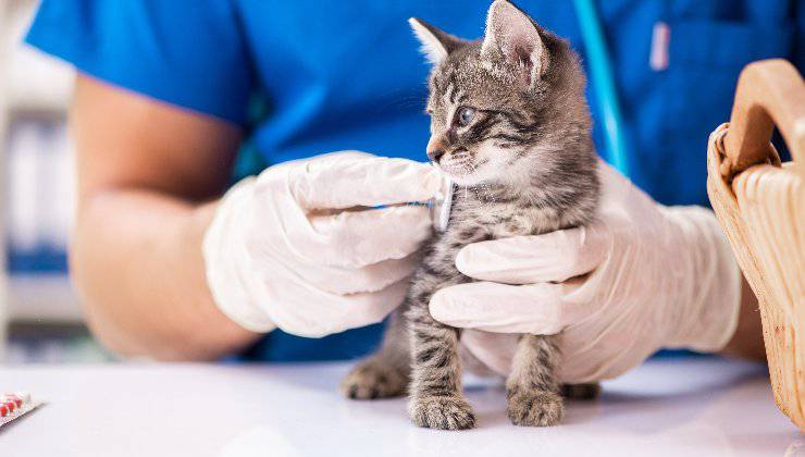 gatto dal veterinario per curare una fistola artero venosa