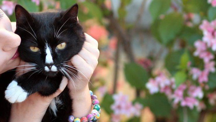 Gatto nero e bianco riceve un bacio come dimostrazione di affetto 