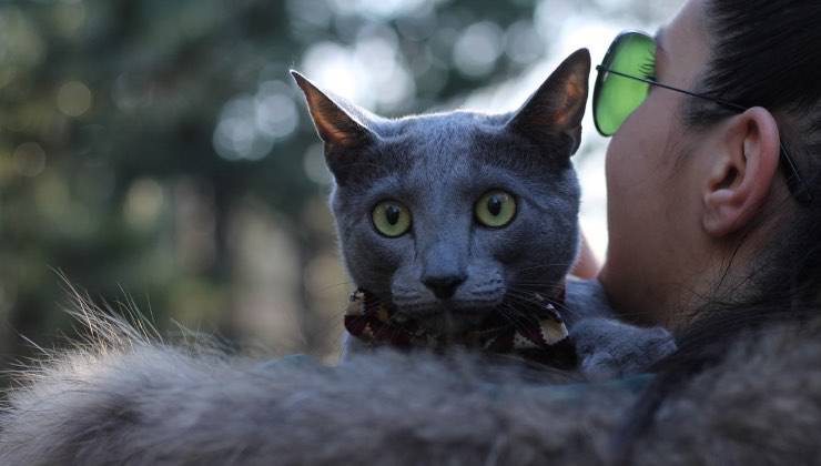 Gatto grigio con gli occhi gialli riceve affetto dalla sua umana 