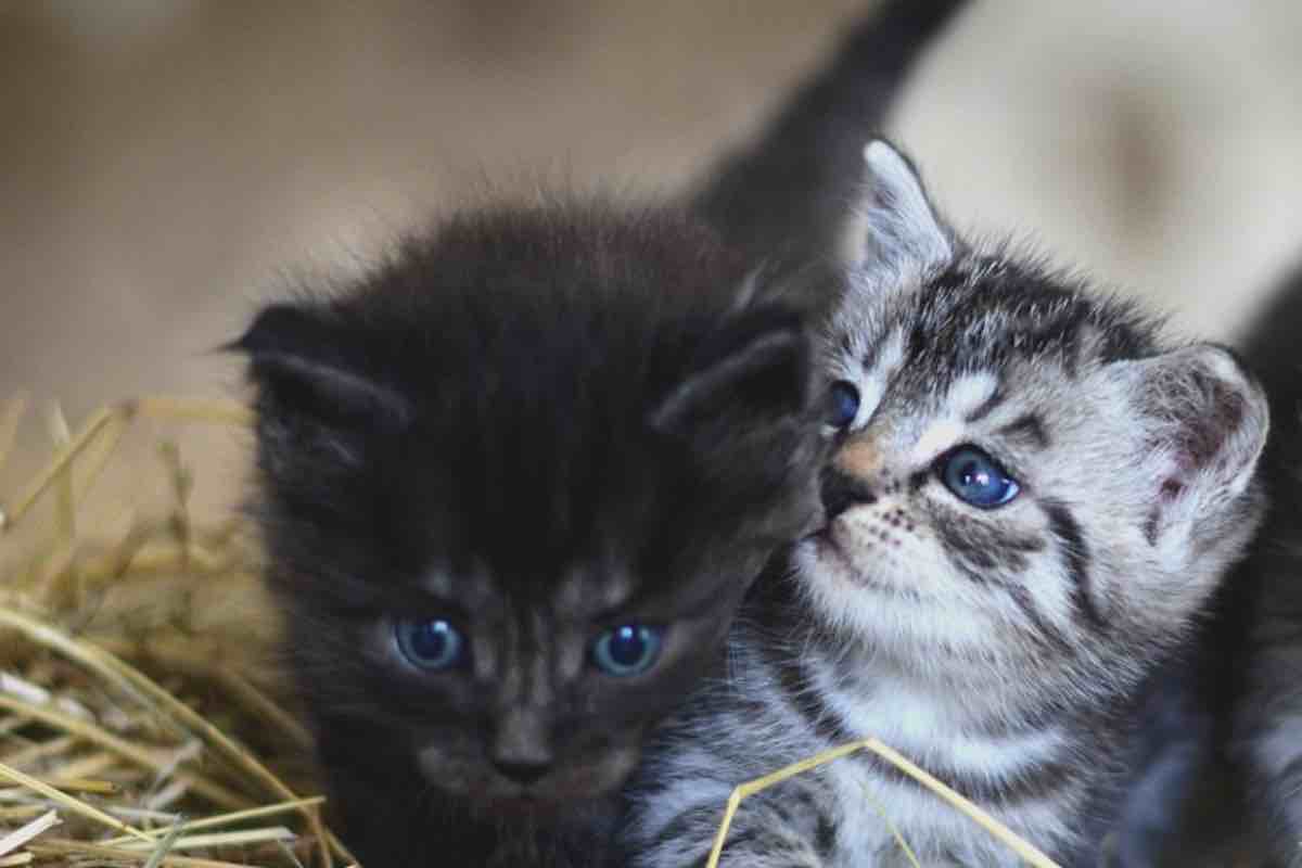 Un piccolo gatto nero e un gattino con gli occhi azzurri fuori da casa