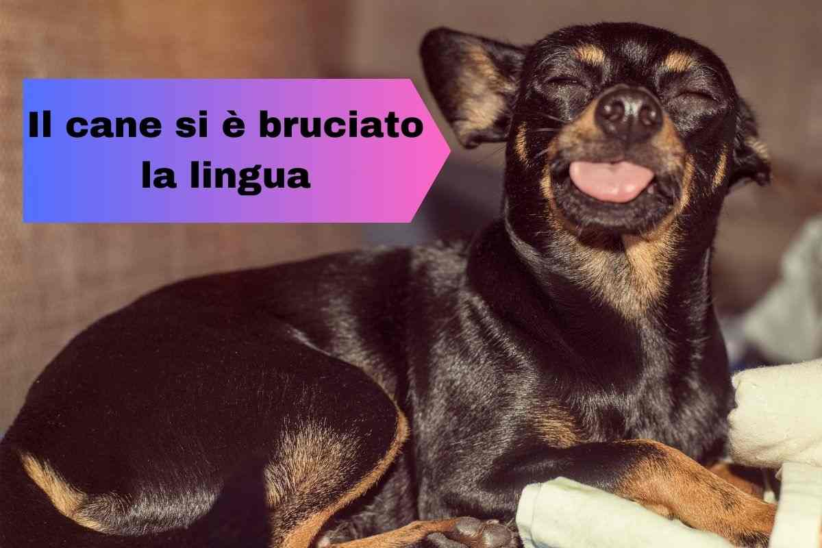 Cane nero con la lingua fuori perché si è scottato