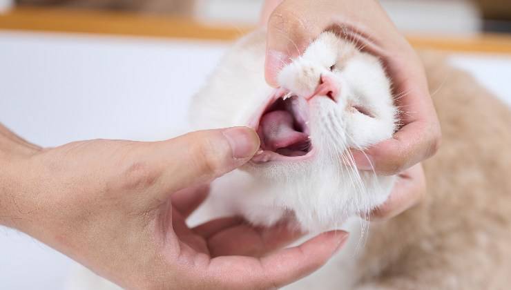 gatto dal veterinario per la lingua bianca
