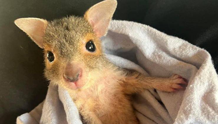 cucciolo di wallaby