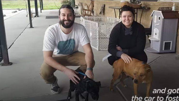 cani abbandonati non vogliono essere separati e commuovono il web