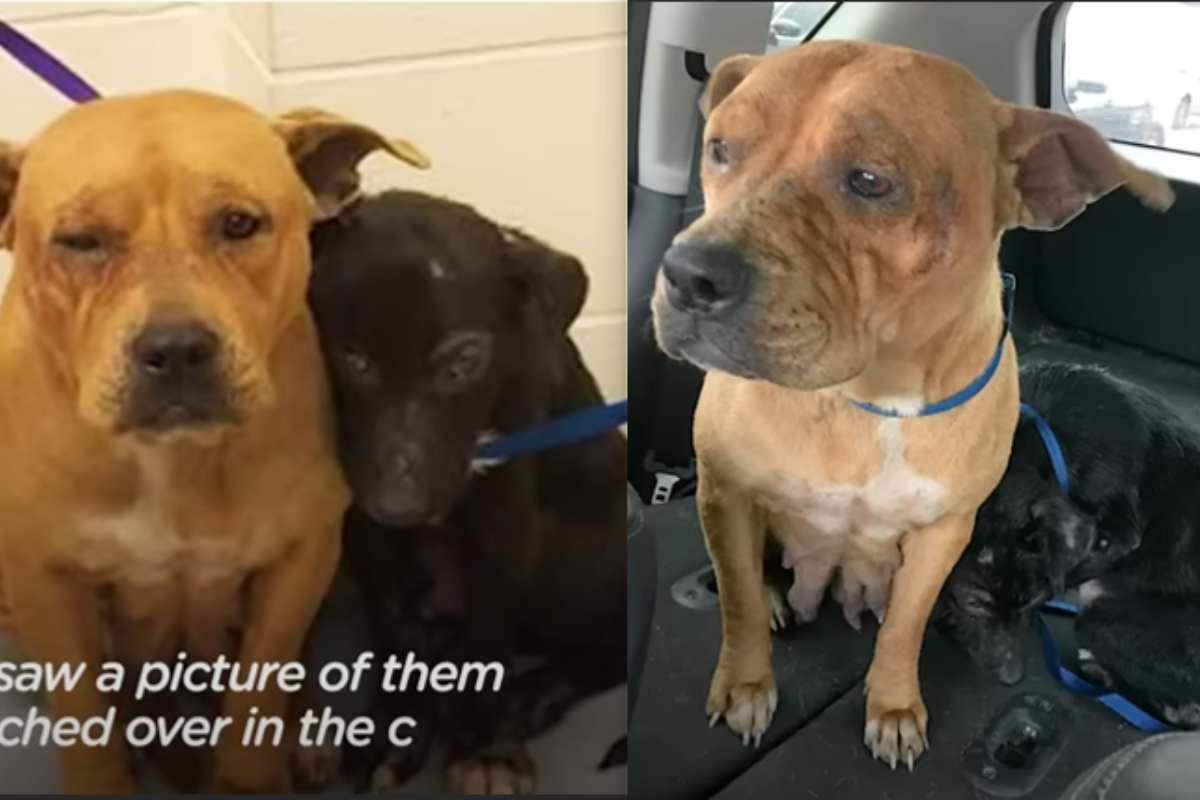 cani abbandonati non vogliono essere separati e commuovono il web