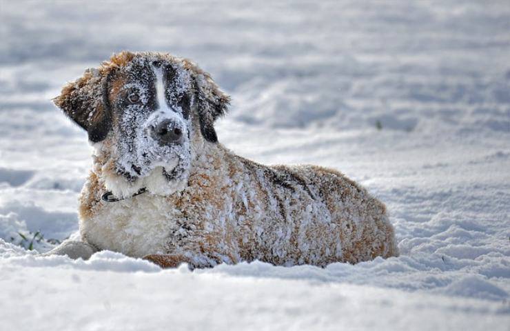 Attenzione se il cane mangia la neve