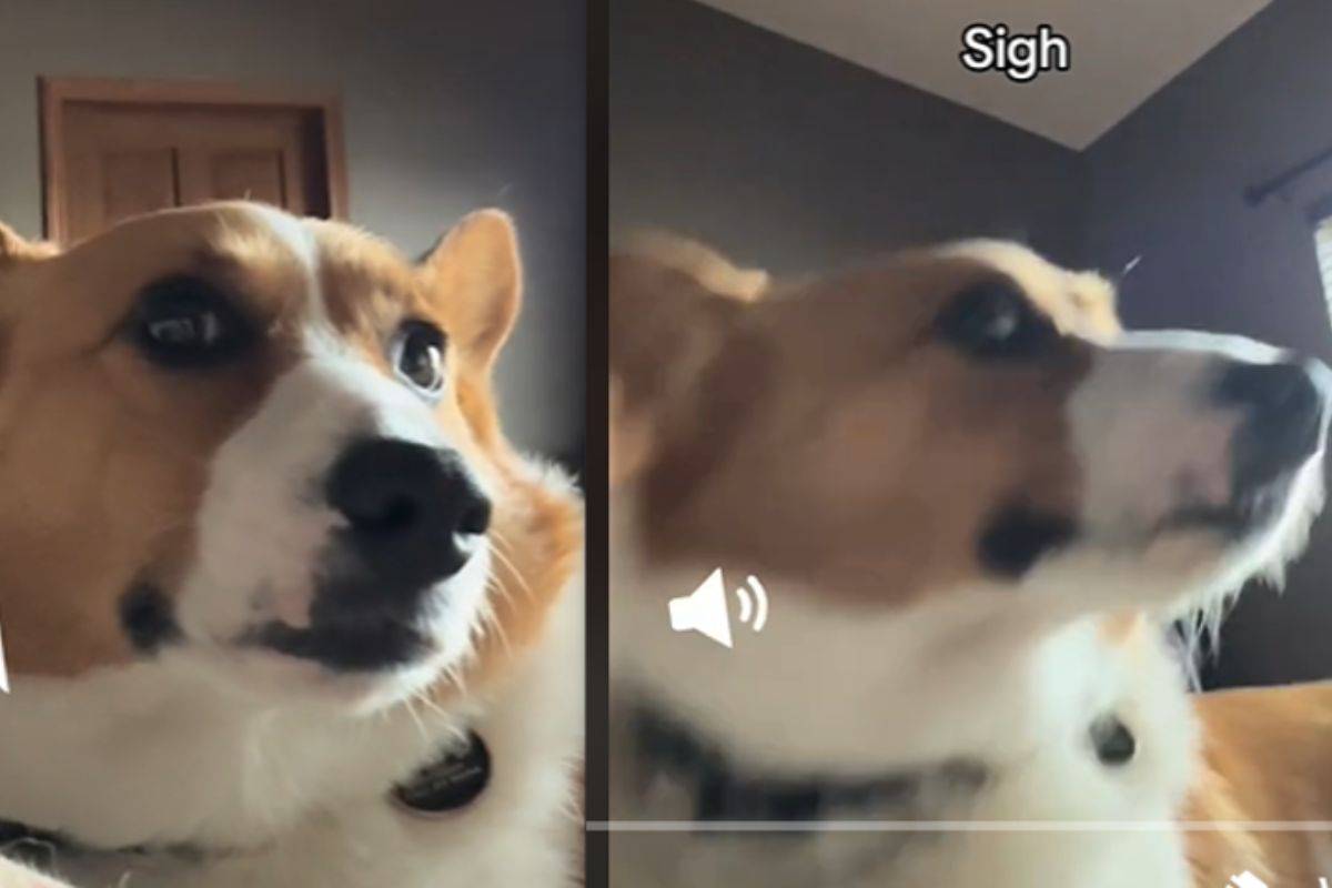 cane corgi sveglia la famiglia come se fosse un allarme