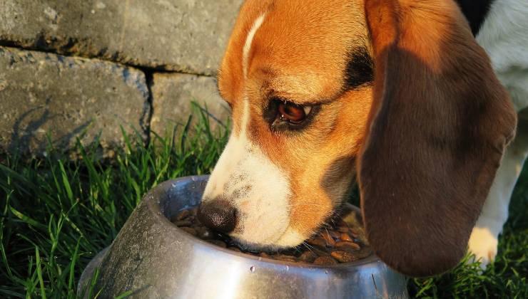 il cane con problemi di digestione: i sintomi