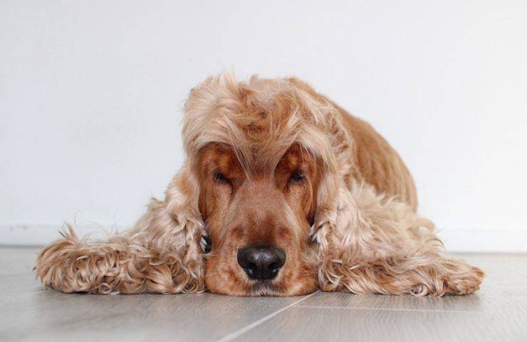 Se lasci il tuo cane da solo per oltre 24