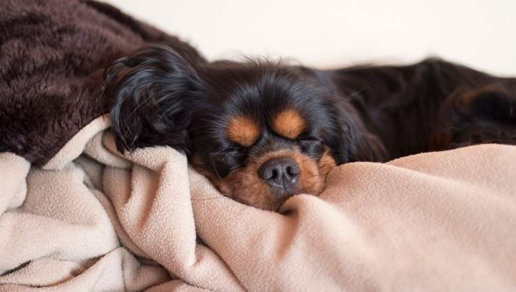 cane sulla coperta 