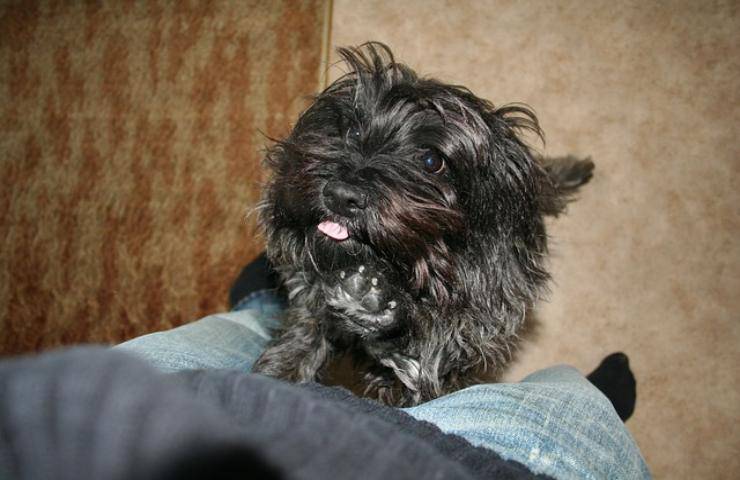 La voce delle donne intimorisce il cane