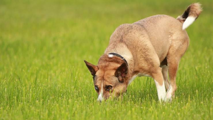 cane cerca qualcosa 