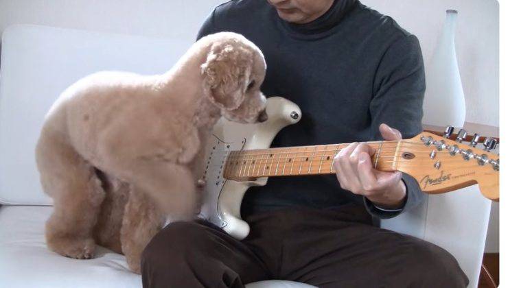Il barboncino dal talento musicale sa suonare la chitarra