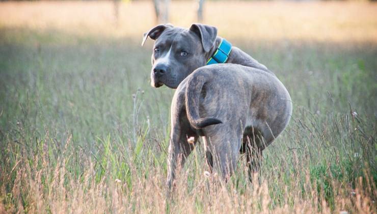 cane con espressione sorpresa 