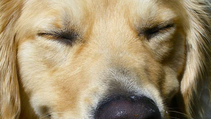 cane con gli occhi chiusi con probabile sindrome di Horner 