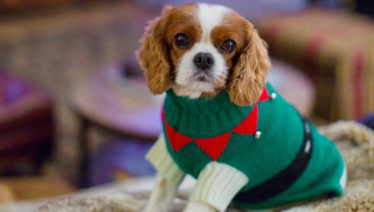 Cane con maglioncino di Natale