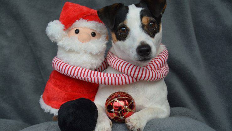 Cane con pupazzetto di Natale 