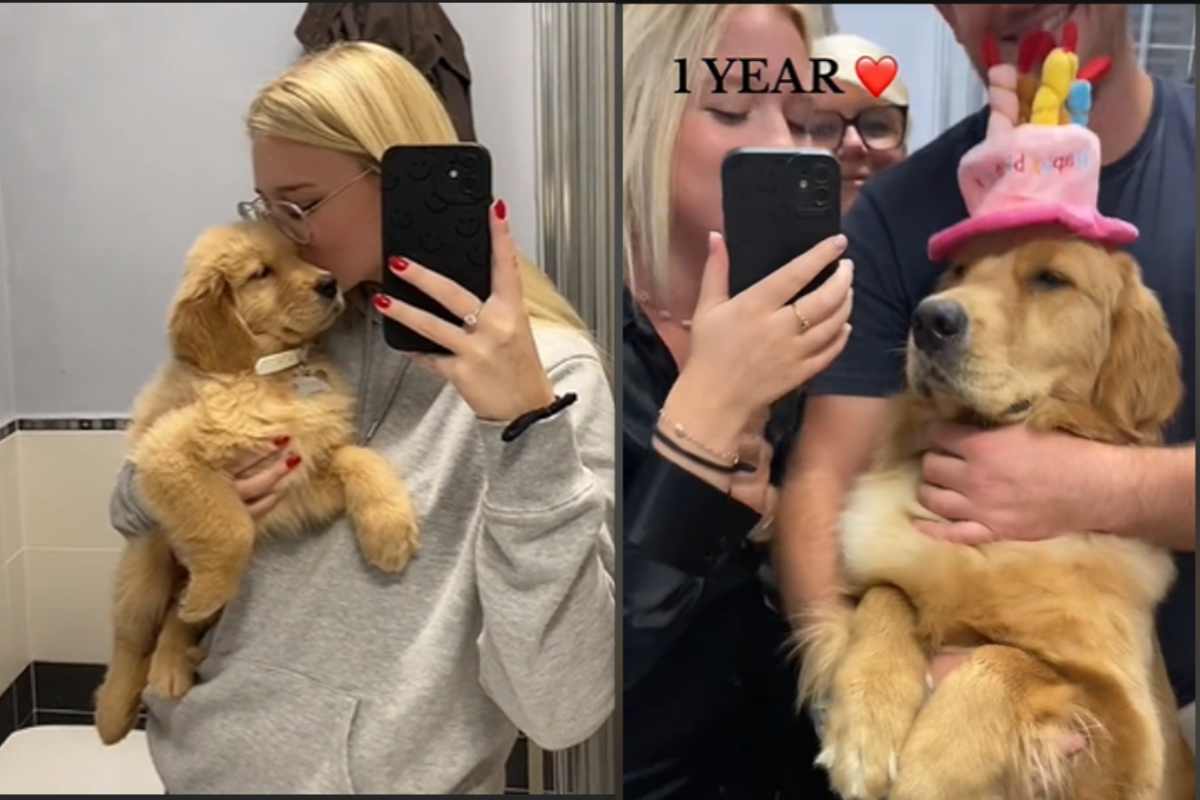 la crescita del Golden Retriever in un video