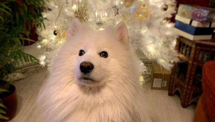 cane davanti albero di Natale bianco 