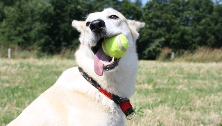 cane gioca con pallina 