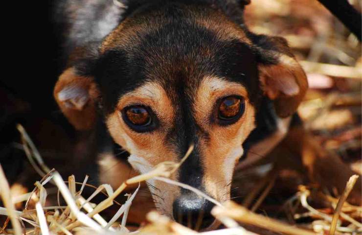 Il tuo cane può soffrire di ansia durante le feste di natale