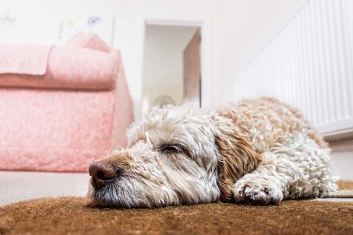 Se lasci il tuo cane da solo per oltre 24