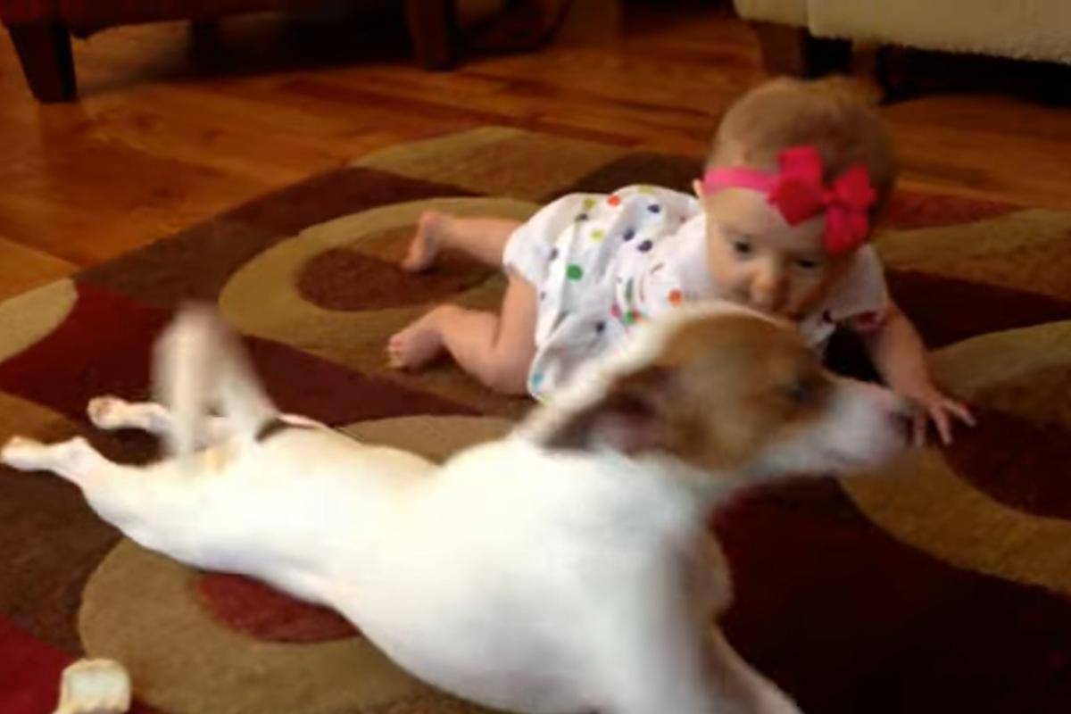 cane insegna alla bimba a gattonare