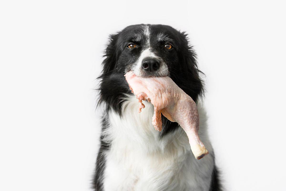 cane mangia pollo