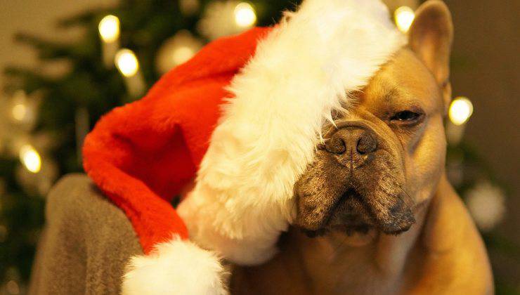 Cane con cappello di Babbo Natale 