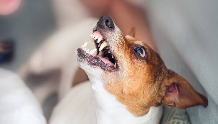cane mostra denti e mascelle