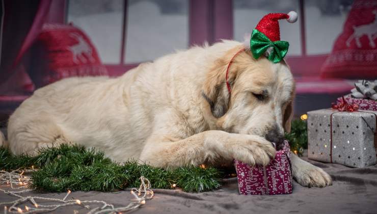 Cane tra decorazioni di natale