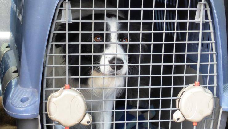 Cane nel suo trasportino 