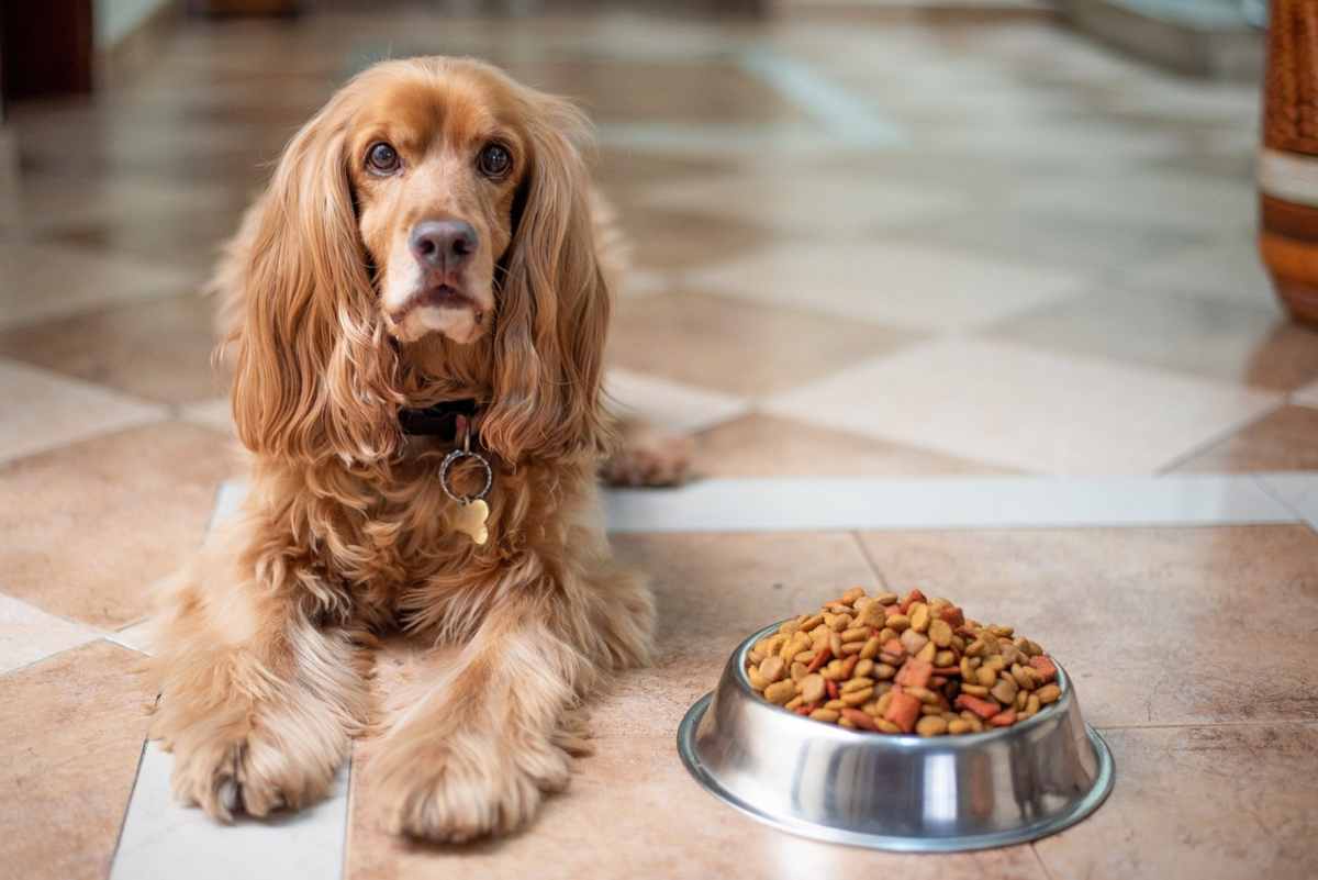 il cane con problemi di digestione: i sintomi