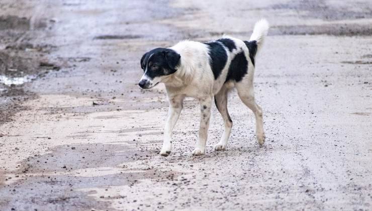 cane randagio da aiutare