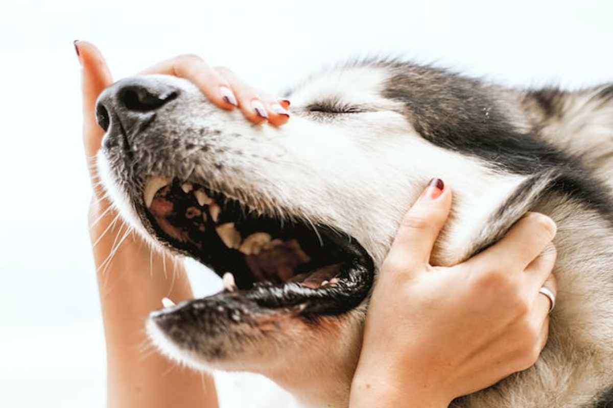 Il tuo cane ringhia se lo accarezzi