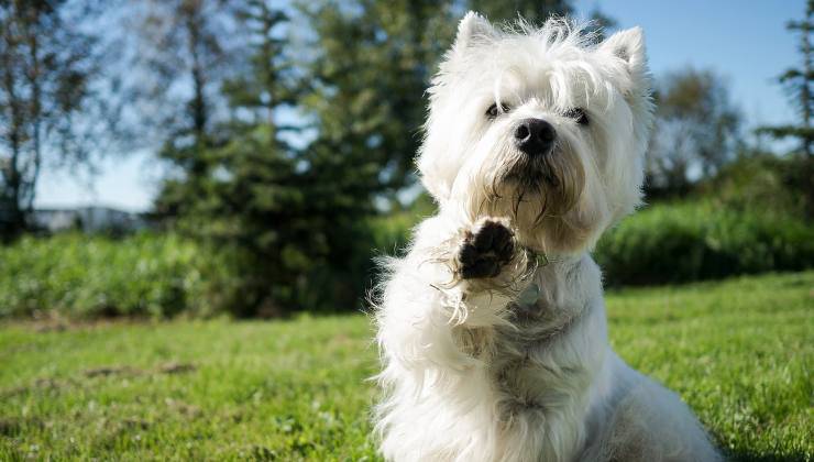 cane all'aperto che ha appena fatto la cacca 