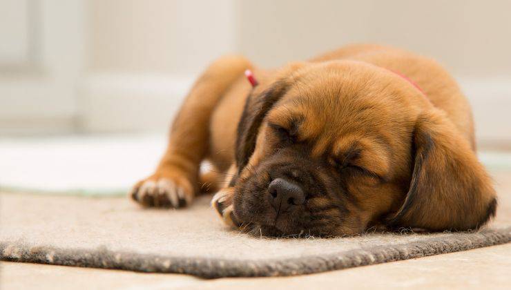 cane sta dormendo grazie all'olio di lavanda 