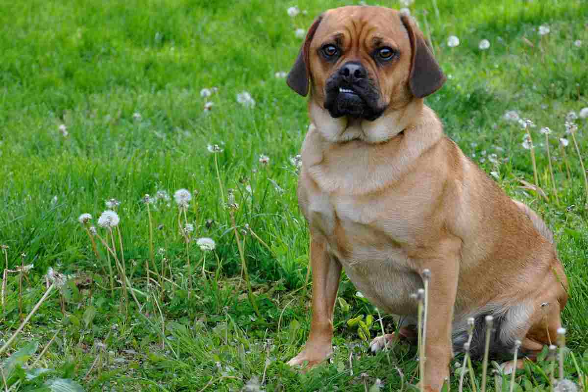 Cane sul prato che ha appena fatto la cacca