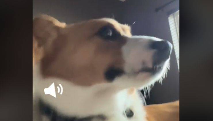 cane corgi sveglia la famiglia come se fosse un allarme