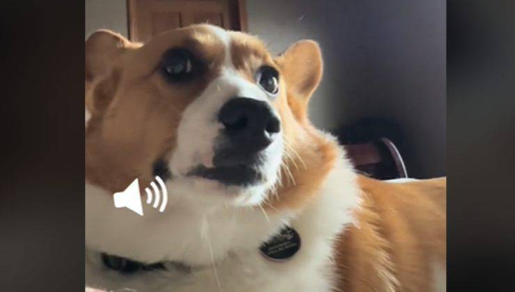cane corgi sveglia la famiglia come se fosse un allarme