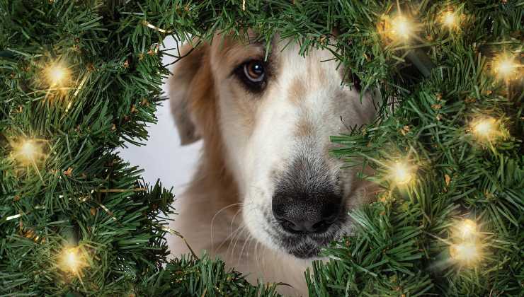 Cane tra le luci di Natale 