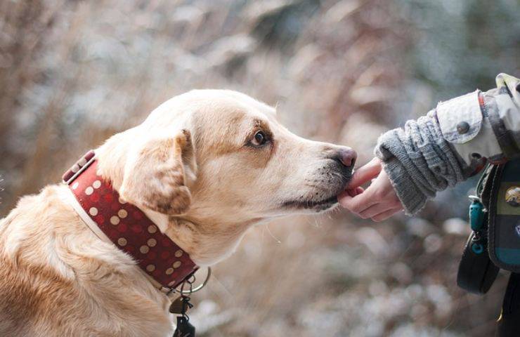 Animali domestici: i dati di Eurispes