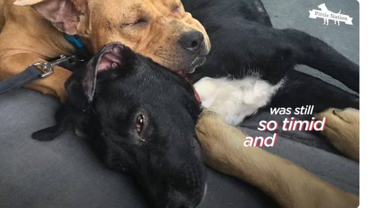 cani abbandonati non vogliono essere separati e commuovono il web