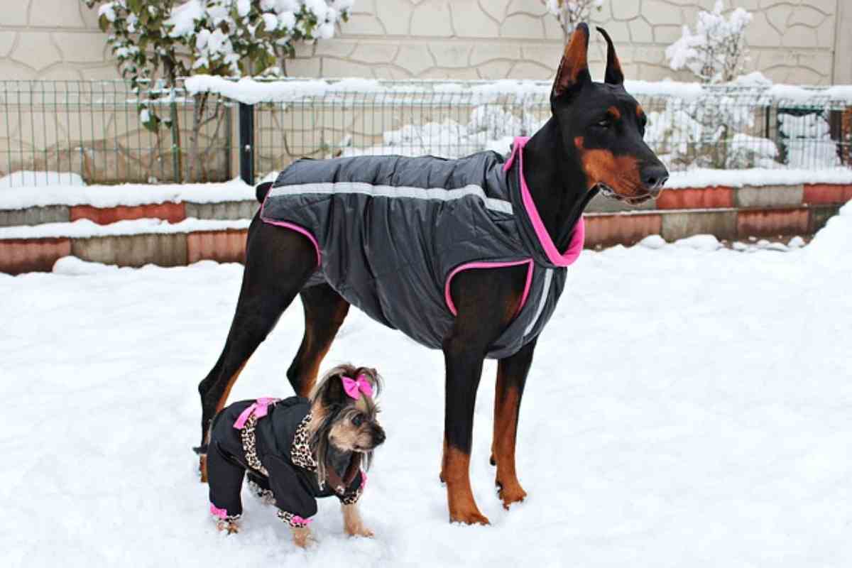 scegli bene il cappotto per il tuo cane