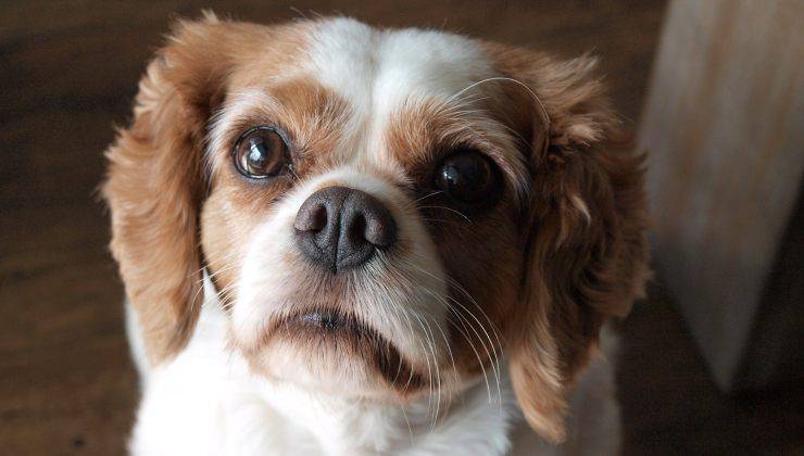 Cavalier king charles