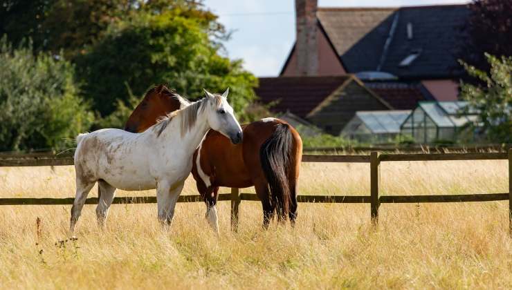 Cavalli tenuti in cattività 