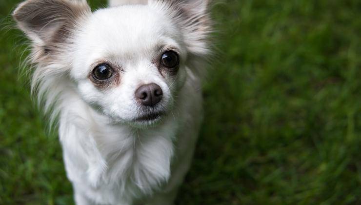 Chihuahua bianco che non evita il contatto visivo 