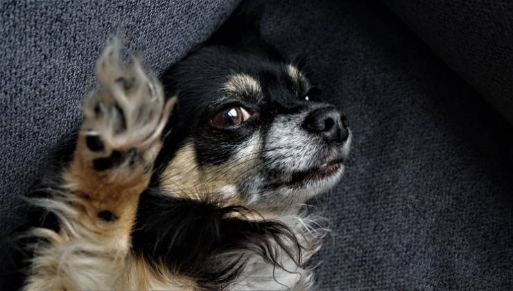 Chihuahua mantiene in contatto visivo 