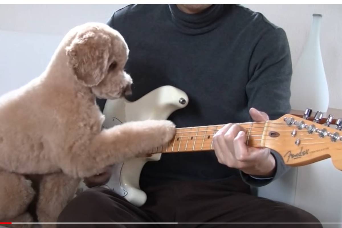 Il barboncino dal talento musicale sa suonare la chitarra